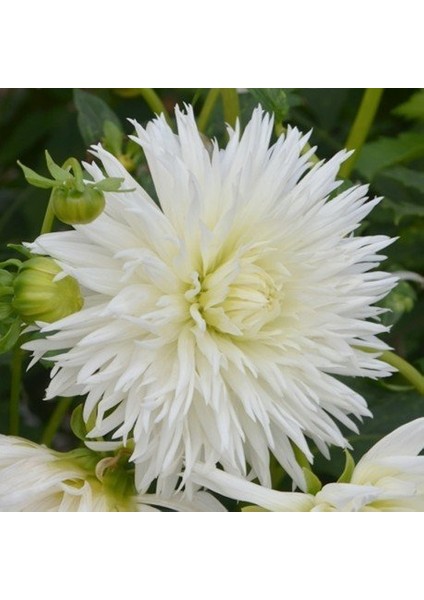 Annapurna Beyaz Renkli Dahlia Yıldız Çiçeği Soğanı Yumrusu (1 Adet )