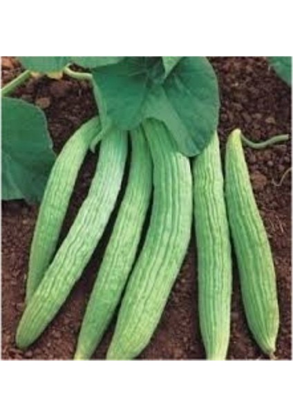 Hita Acur Tohumu (100 Adet)