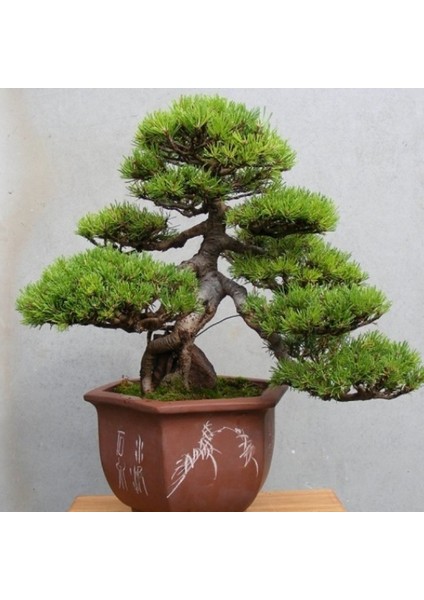 Doğal Fıstık Çamı Tohumu (5 Tohum)