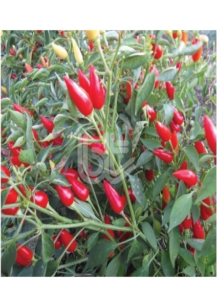 Burbiye Acı Biber Tohumu (500 Tohum)