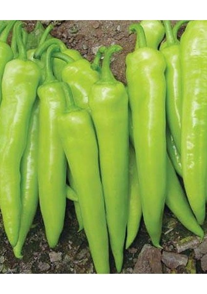 Acı Çorlı Acı Çarliston Biber Tohumu (350 Tohum)