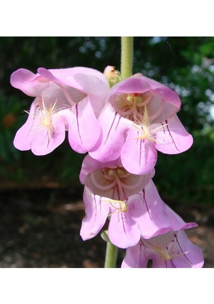 Ağlayan Pembe Renkli Penstemon Çiçeği TOHUMU(100 Tohum)