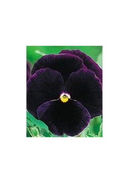 Mor Dev Hercai Menekşeçiçeği Tohumu (50 Tohum)