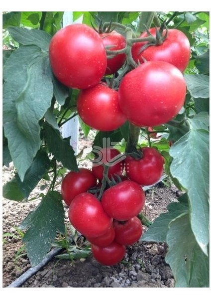 Medar F1 Salkım Domates Tohumu (20 Tohum)