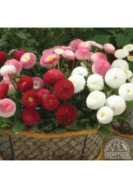 Mix Katmerli Bellis Perennis Ponpon Ingiliz Çayır Papatyası Çiçeği TOHUMU(100 Tohum)