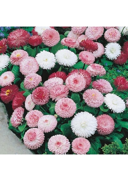 Mix Katmerli Bellis Perennis Ponpon Ingiliz Çayır Papatyası Çiçeği TOHUMU(100 Tohum) fiyatları