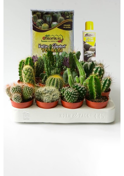 12 Adet Farklı Kaktüs + 225 ml Kaktüs Besini ve 2,5 Litre Toprak
