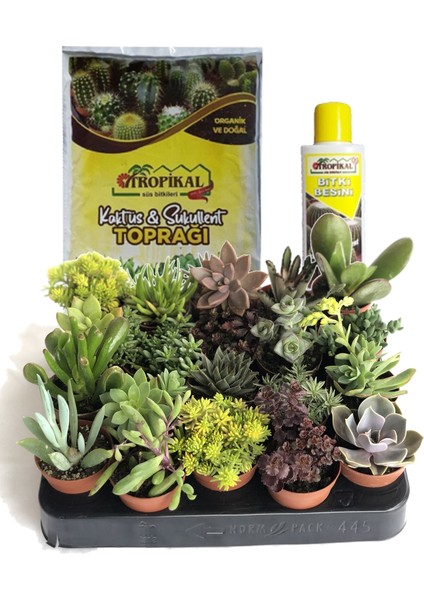 10 Adet Sukulent + 225 ml Sukulent Besini ve 2,5 Litre Toprak