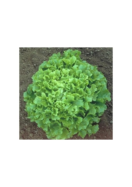 Süper Iri Kıvırcık Marul Tohumu (1200 Tohum)