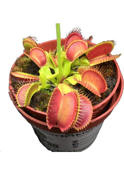 Etobur Bitkim  Dionaea Muscipula Tohum Kiti Özel Toprak Saksı