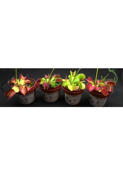 Etobur Bitkim  Dionaea Muscipula Tohum Kiti Özel Toprak Saksı