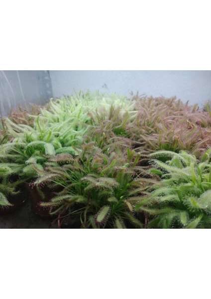 Etobur Bitkim Canlı Saksıda Dikili Drosera Capensis Güneş Gülü Sinek Kapan Bitkisi Ikili Set