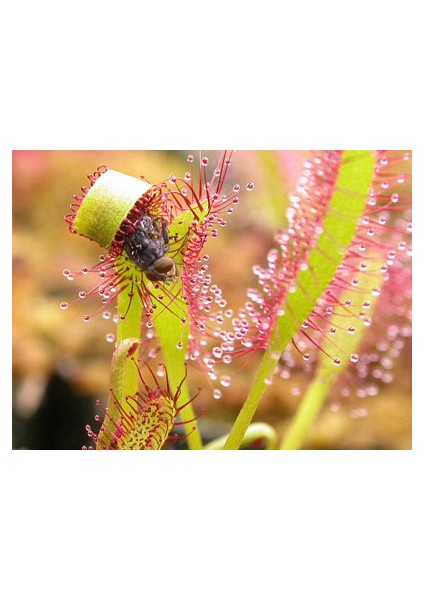 Etobur Bitkim Canlı Saksıda Dikili Drosera Capensis Güneş Gülü Sinek Kapan Bitkisi Ikili Set