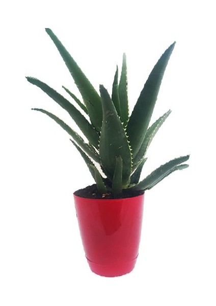 Toru Bahçe Aloevera Bitkisi Dikenli 15-25 cm Salon ve Balkon Çiçeği