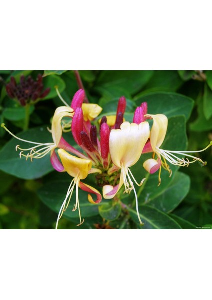 Kırmızı Hanımeli Çiçeği Fidanı Saksılı 80CM 120 cm