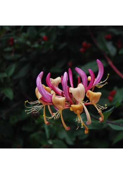 Kırmızı Hanımeli Çiçeği Fidanı Saksılı 80CM 120 cm fiyatları