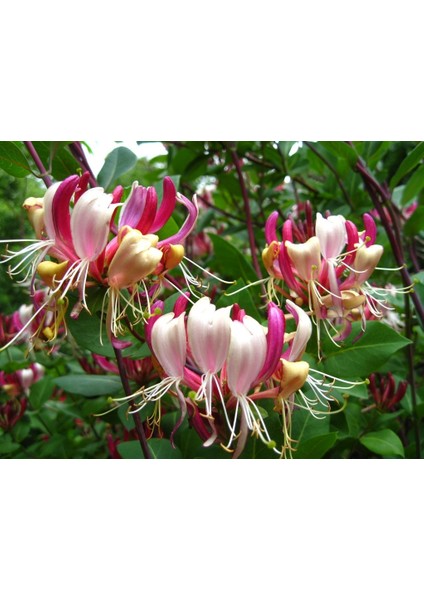 Kırmızı Hanımeli Çiçeği Fidanı Saksılı 80CM 120 cm modelleri