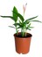 Cennet Kuşu Çiçeği Turna Gagası Starlice Fidani Strelitzia Regina 30-40 cm 1
