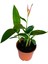 Cennet Kuşu Çiçeği Turna Gagası Starlice Fidani Strelitzia Regina 30-40 cm 2