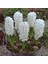 Hyacinthus Aiolos Beyaz Sümbül Soğanı (3 Adet) 1