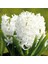 Hyacinthus Aiolos Beyaz Sümbül Soğanı (3 Adet) 2