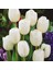 Beyaz White Heaven Lale Soğanı (5 Adet) 1