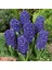 Blue Pearl Sümbül Hyacinthus Soğanı (3 Adet) 1