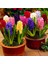 Karışık Renkli Mix Sümbül Hyacinthus Soğanı (3 Adet) 1