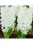 White King Sümbül Hyacinthus Soğanı (3 Adet) 1