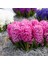 Hyacinthus Pink Pearl Kokulu Pembe Sümbül Soğanı (3 Adet) 1