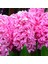 Hyacinthus Pink Pearl Kokulu Pembe Sümbül Soğanı (3 Adet) 2