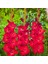 Gladiolus Red Swan Kırmızı Glayör Çiçeği Soğanı (2 Adet) 1
