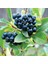 Tüplü Siyah Aronya (Aronia) Chokeberry Fidanı (15-20CM) 2