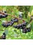Tüplü Siyah Aronya (Aronia) Chokeberry Fidanı (15-20CM) 3