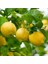 Tüplü Aşılı Verimli Euroka Limon Fidanı 1
