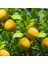 Tüplü Aşılı Bol Verimli Enter Limon Fidanı 1