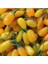 Tüplü Nadir Altuni Amber Sweet Sarı Goji Berry Fidanı (Sınırlı Stok) 1