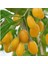 Tüplü Nadir Altuni Amber Sweet Sarı Goji Berry Fidanı (Sınırlı Stok) 3