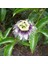 Tüplü Pasiflora Edulis Maruçya (Maracuya) Fidanı 1