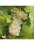 Tüplü Sauvignon Blanc Üzüm(Asma-Bağ) Fidanı 1
