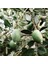 Tüplü Nadir Bulunan Feijoa (Kaymak Ağacı) Fidanı 3