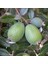 Tüplü Nadir Bulunan Feijoa (Kaymak Ağacı) Fidanı 4