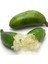 Tüplü Meyve Verme Yaşında Finger Lime Fidanı 1