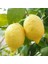 Tüplü Soğuklara Dayanıklı Verimli Yarı Bodur Yediveren Limon Fidanı 1