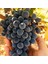 Tüplü Merlot Üzüm(Asma-Bağ) Fidanı 1