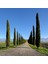 Tüplü Kara Servi (Cupressus Sempervirens) Fidanı (50-100 Cm) 1