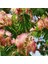 Tüplü Albizzia Julibrissin Gülibrişim Ipek Ağacı Fidanı (30-60 Cm) 1