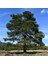 Tüplü Kızıl Çam (Pinus Brutia) Fidanı 1