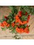 Tüplü Ateş Dikeni (Pyracantha) Fidanı 1
