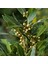 Tüplü Aromatik Defne (Laurus Nobilis) Fidanı (10 Adet) 1